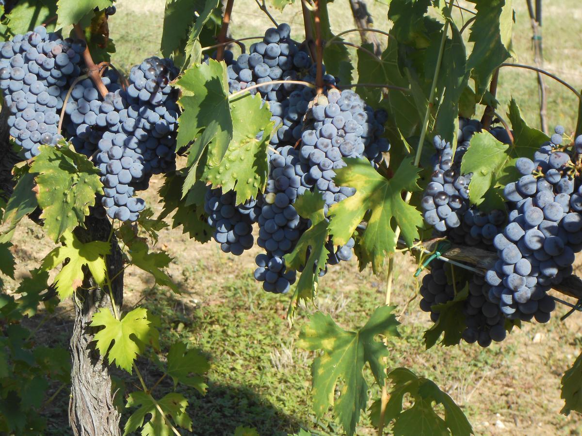 Agriturismo Circugnano Grassina Bagian luar foto